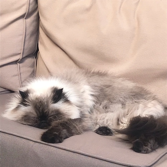 Meet your Posher, Lucy - Picture 1 of 1